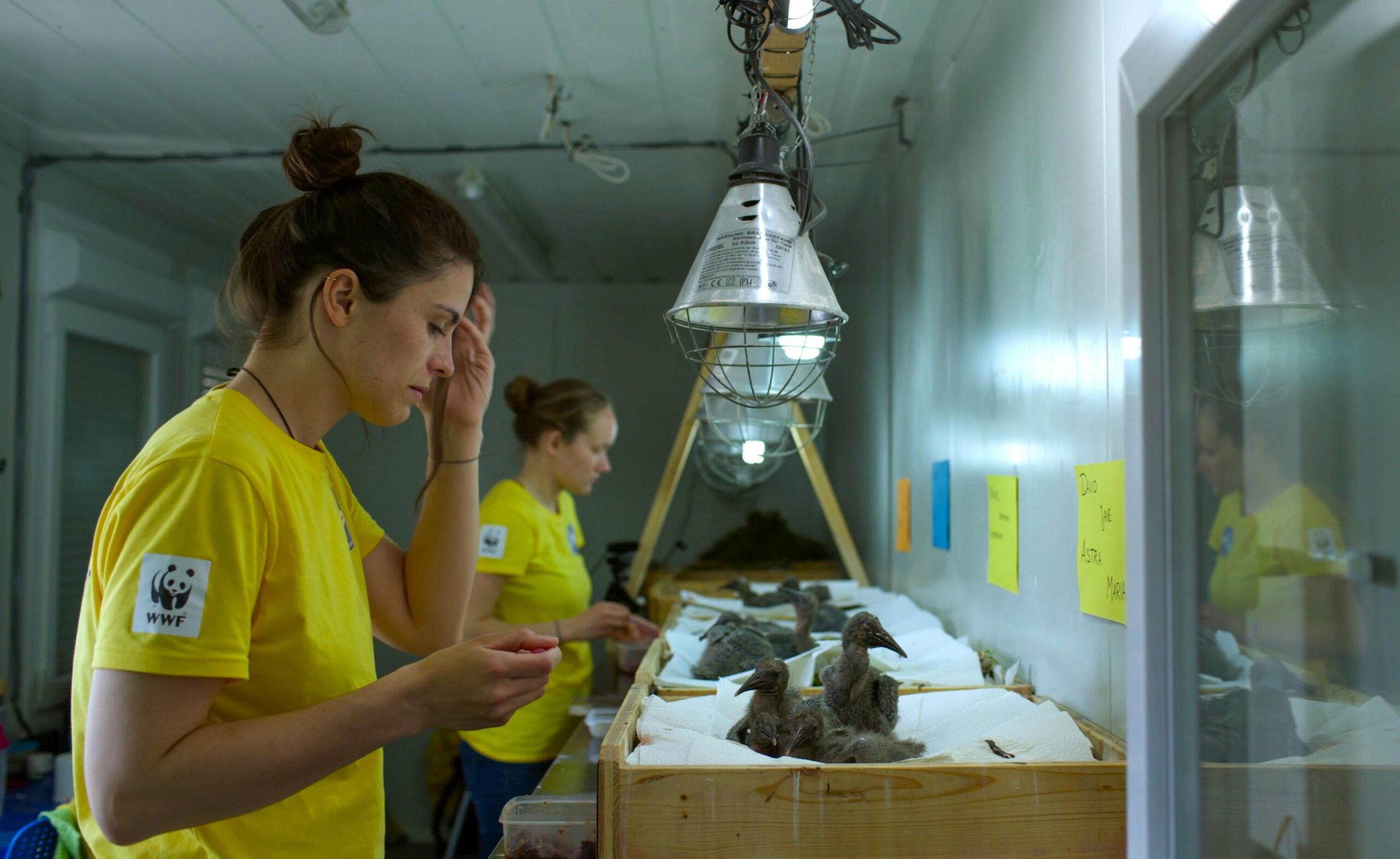 Jane Goodall: Reasons for Hope